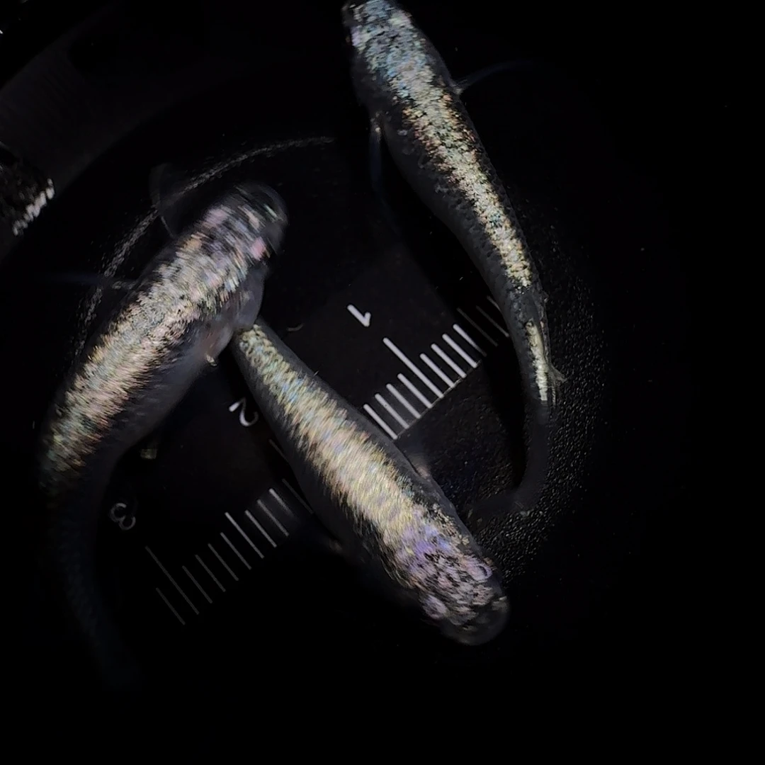 青鳉鱼一物一拍022