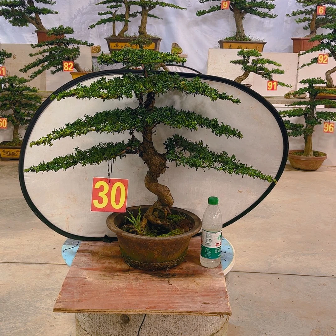 中***娃无花朵老桩老盆罗汉松