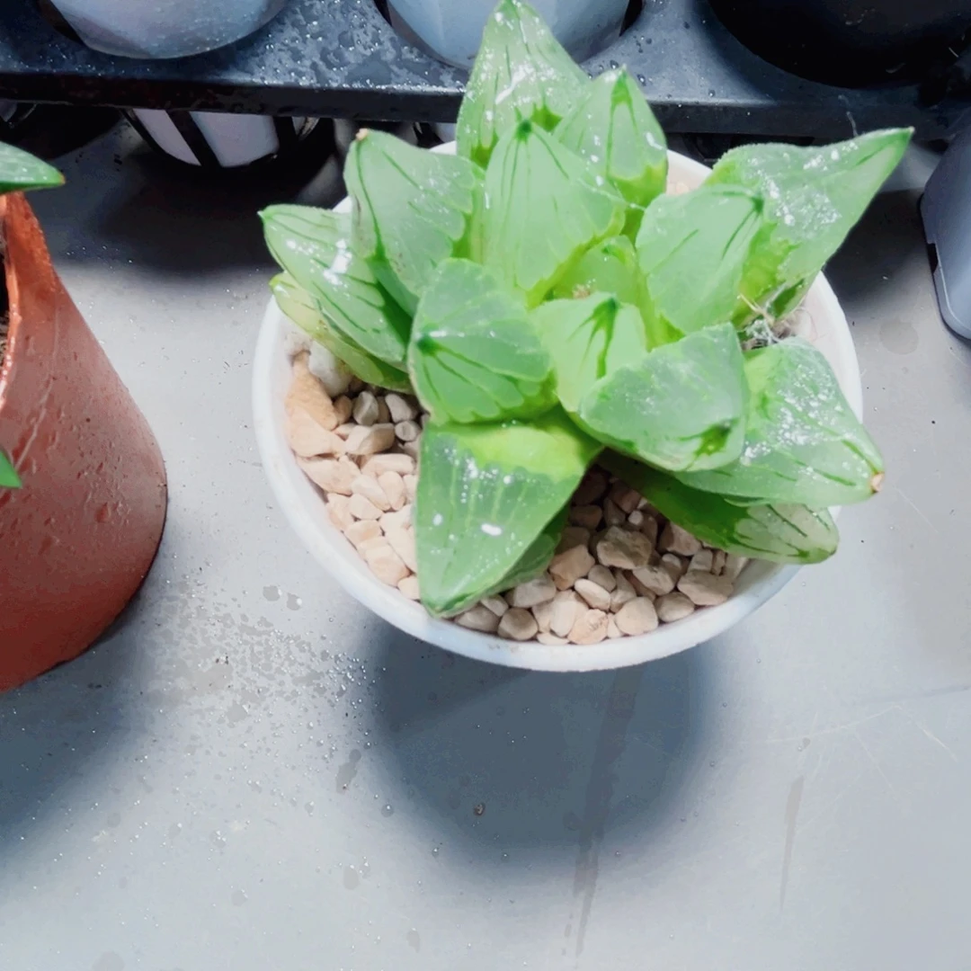 冰城寿多肉植物6666