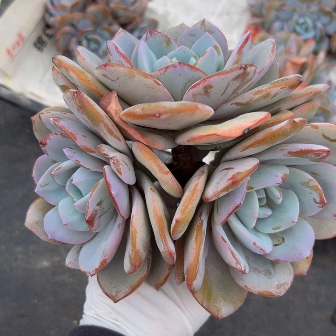 十***贝多肉植物多肉植物