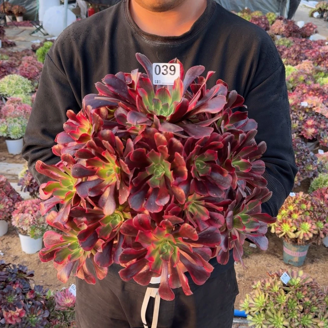 039凤冠多肉植物