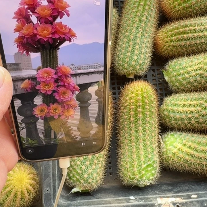 207金妞时光无根侧牙10公分左右