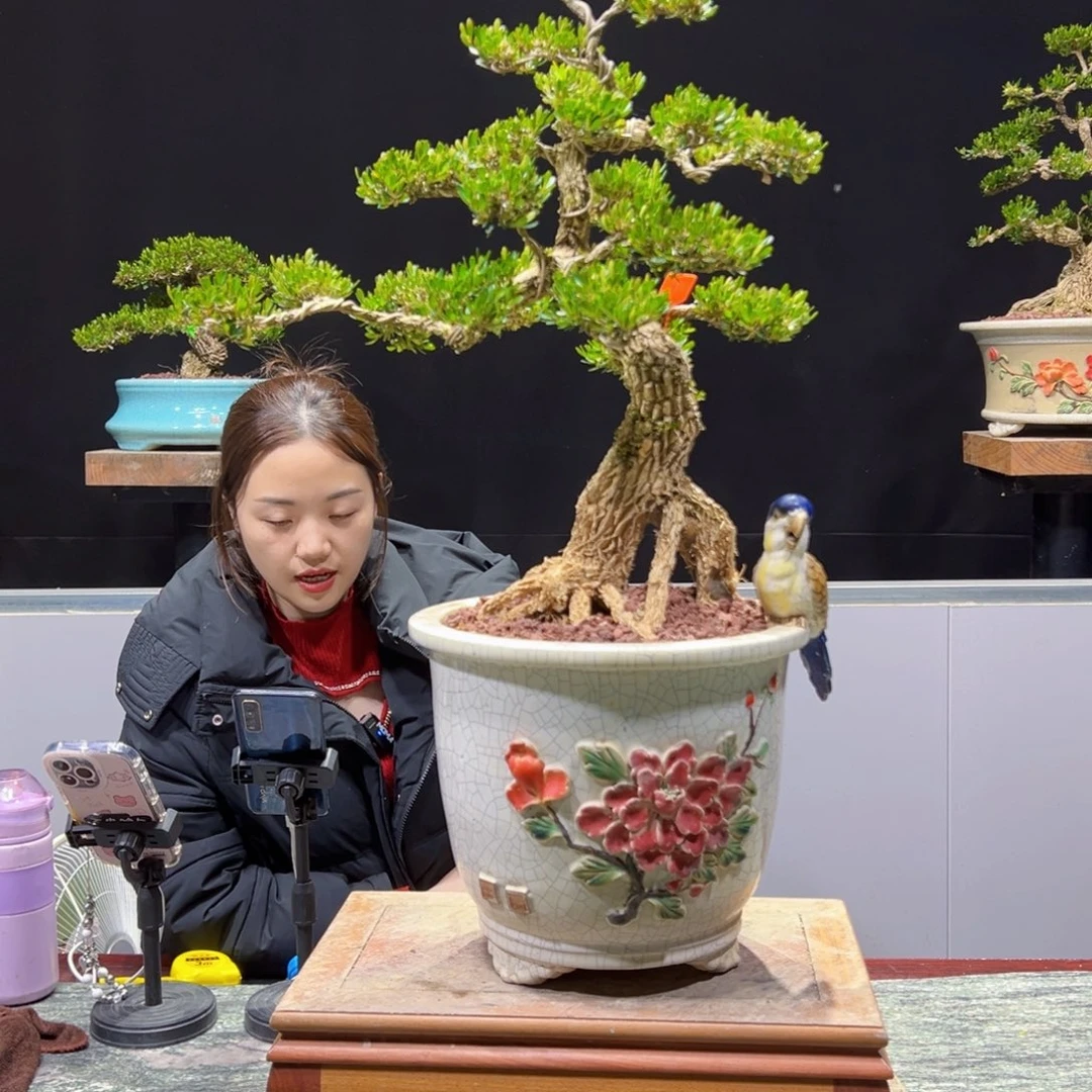 四季常青老桩黄杨盆景梧***壕