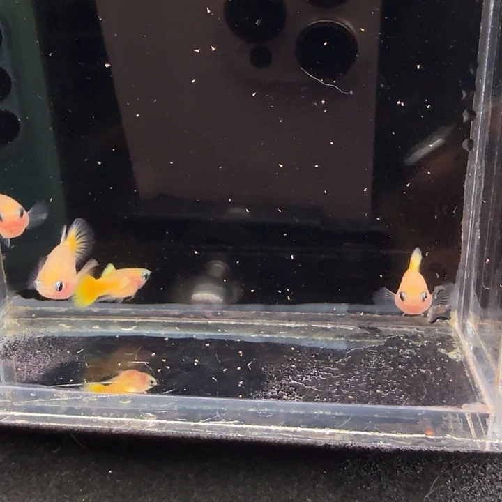 孔雀鱼黄金玻璃猫球2对