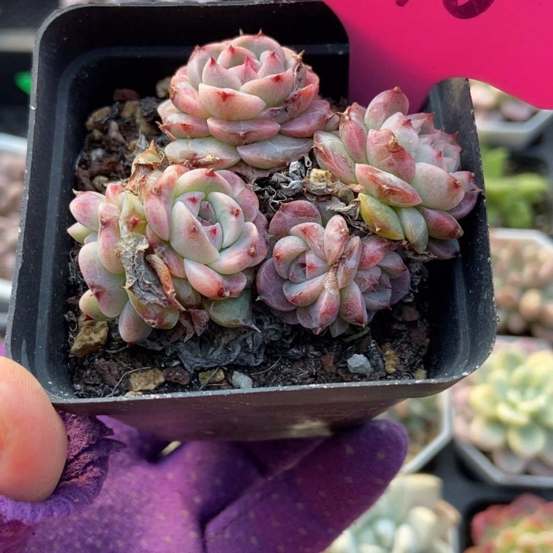 810天鹅绒多肉植物多肉