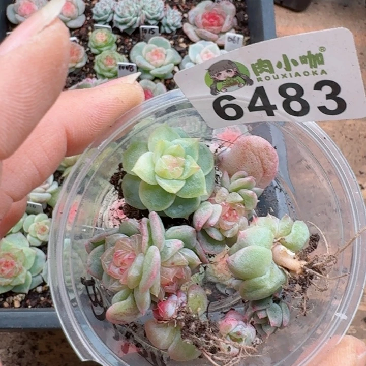 新****心多肉植物多肉植物