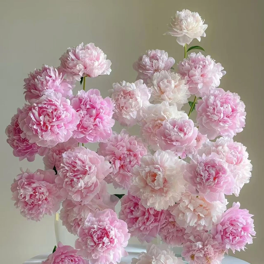 【思芹花卉|多头沙拉芍药】北京彼由尼芍药，顺丰包邮