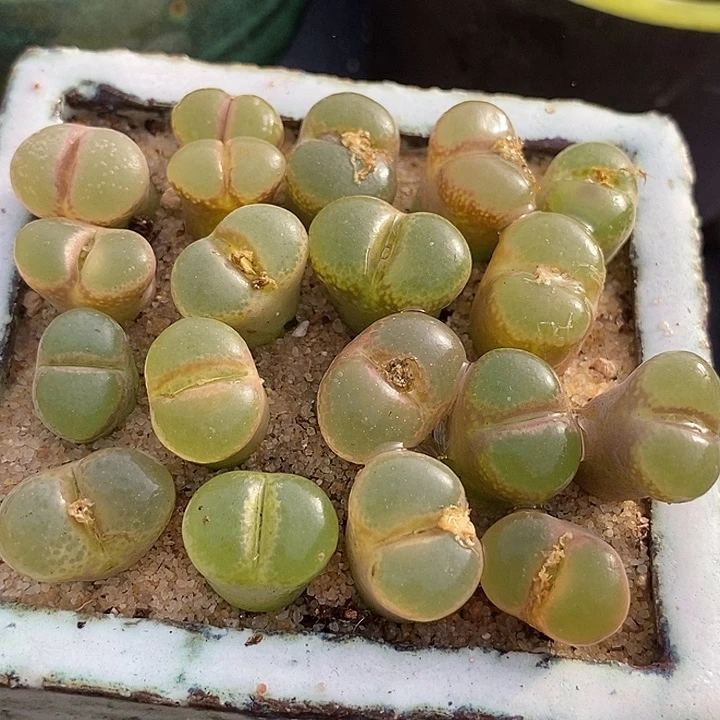 24526四年份粉女女郎一颗