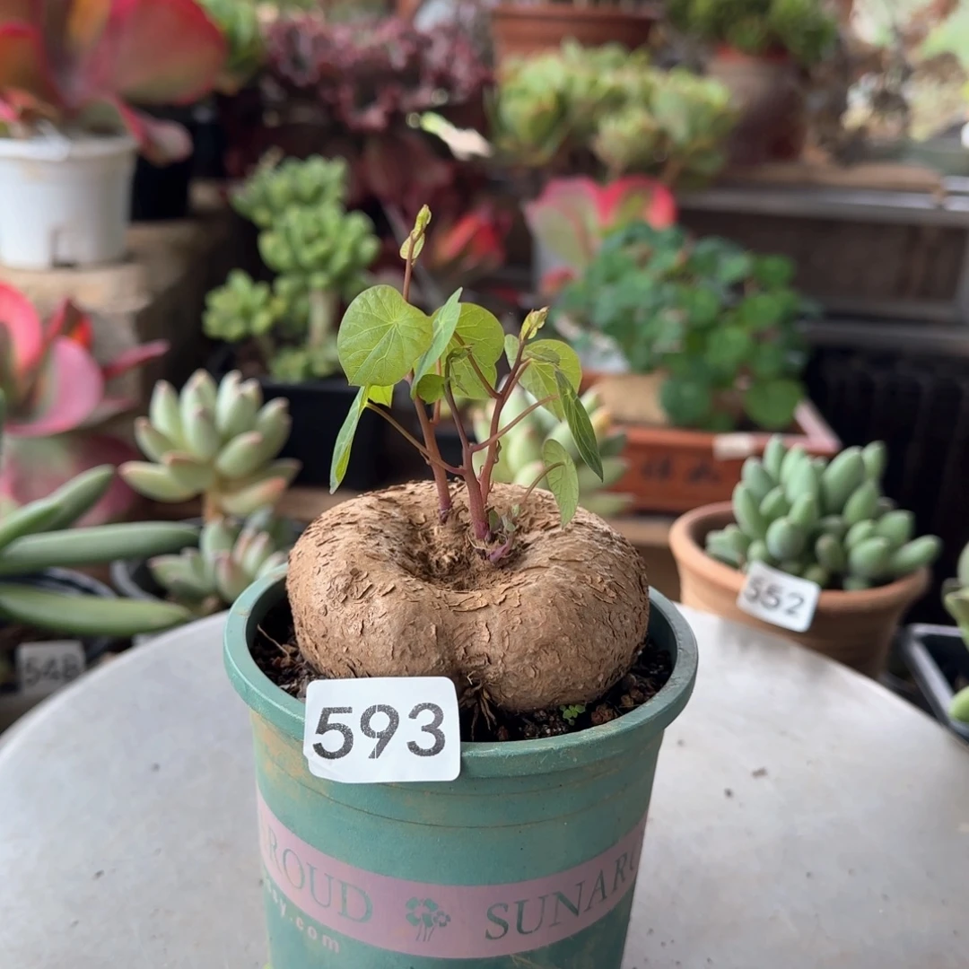 593号 一物一拍 一物一拍