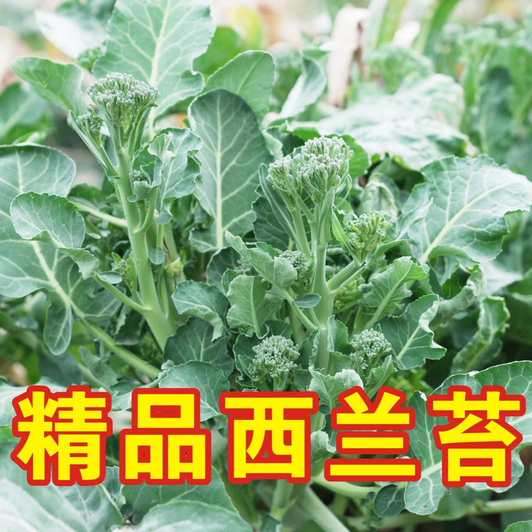 西兰苔湖北新鲜蔬菜时令应季蔬菜农家自种露天种植2.8斤4斤