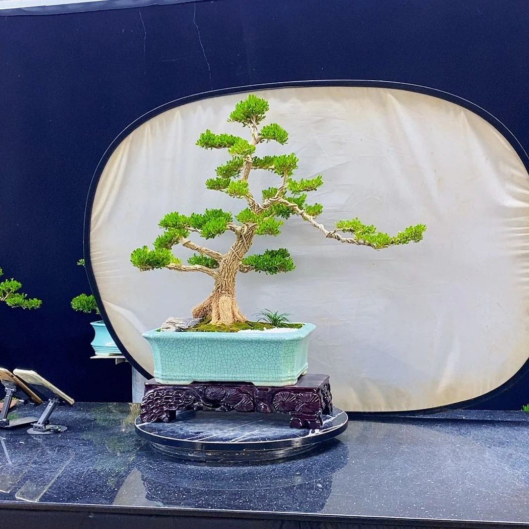 无花朵黄杨盆景造型