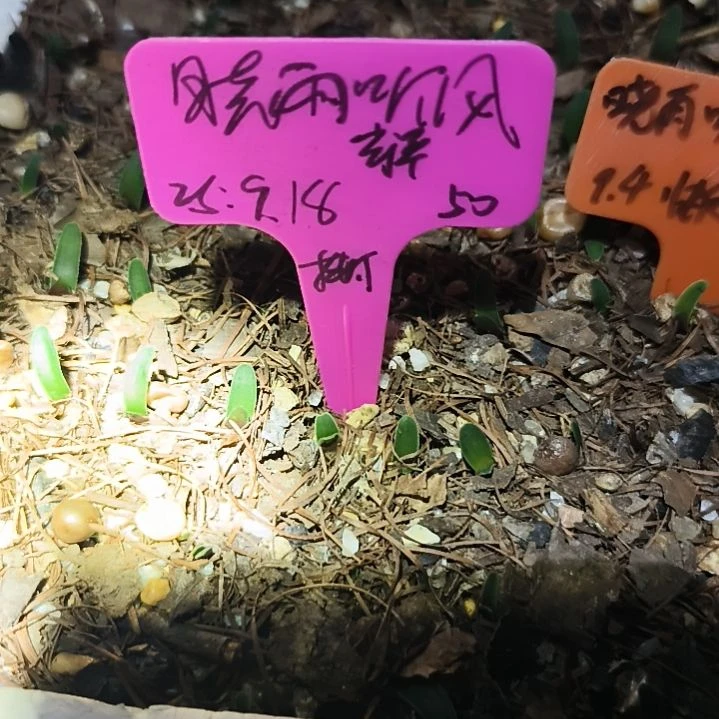 晓***风完全开放毛兰苗一颗