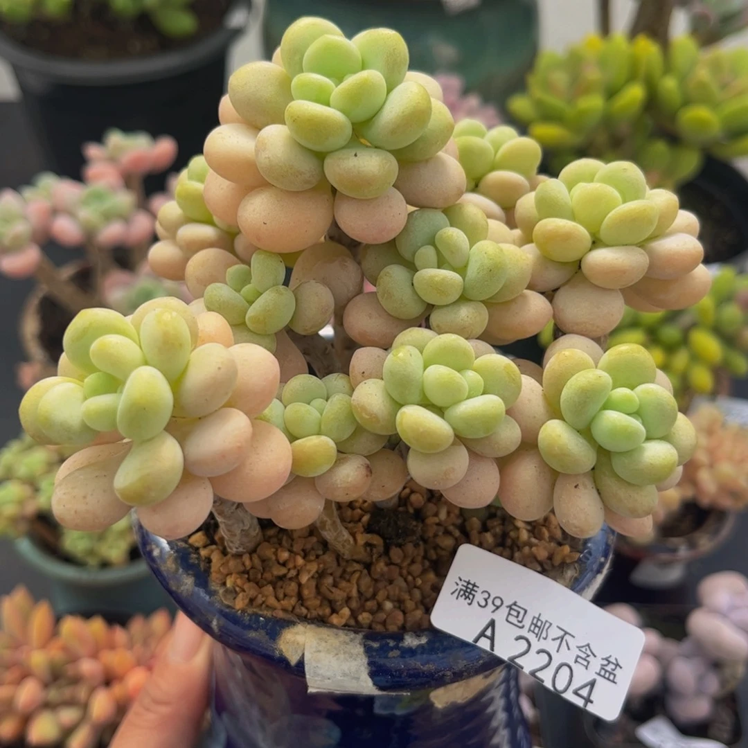2204洛可可10cm多肉