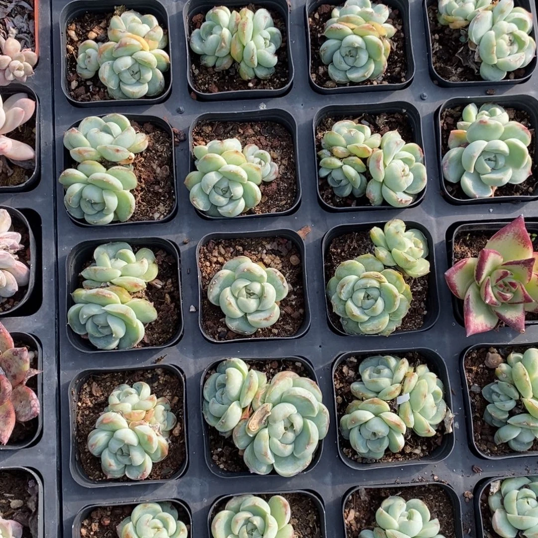 胖虎带盆土满十元包邮多肉