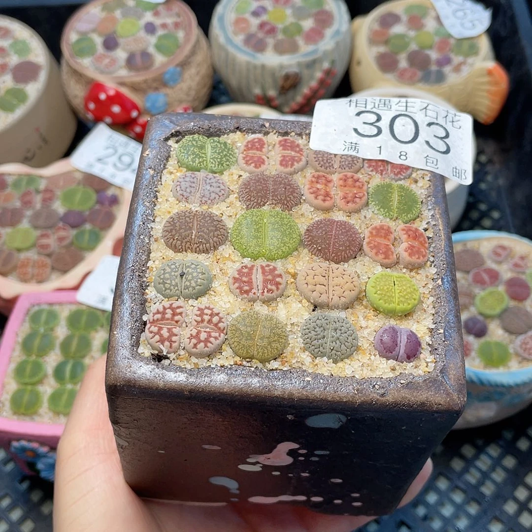 相遇开播福利303