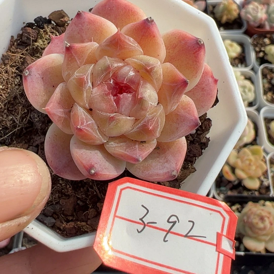 风*车小卡拉米糖心一物一拍3-92