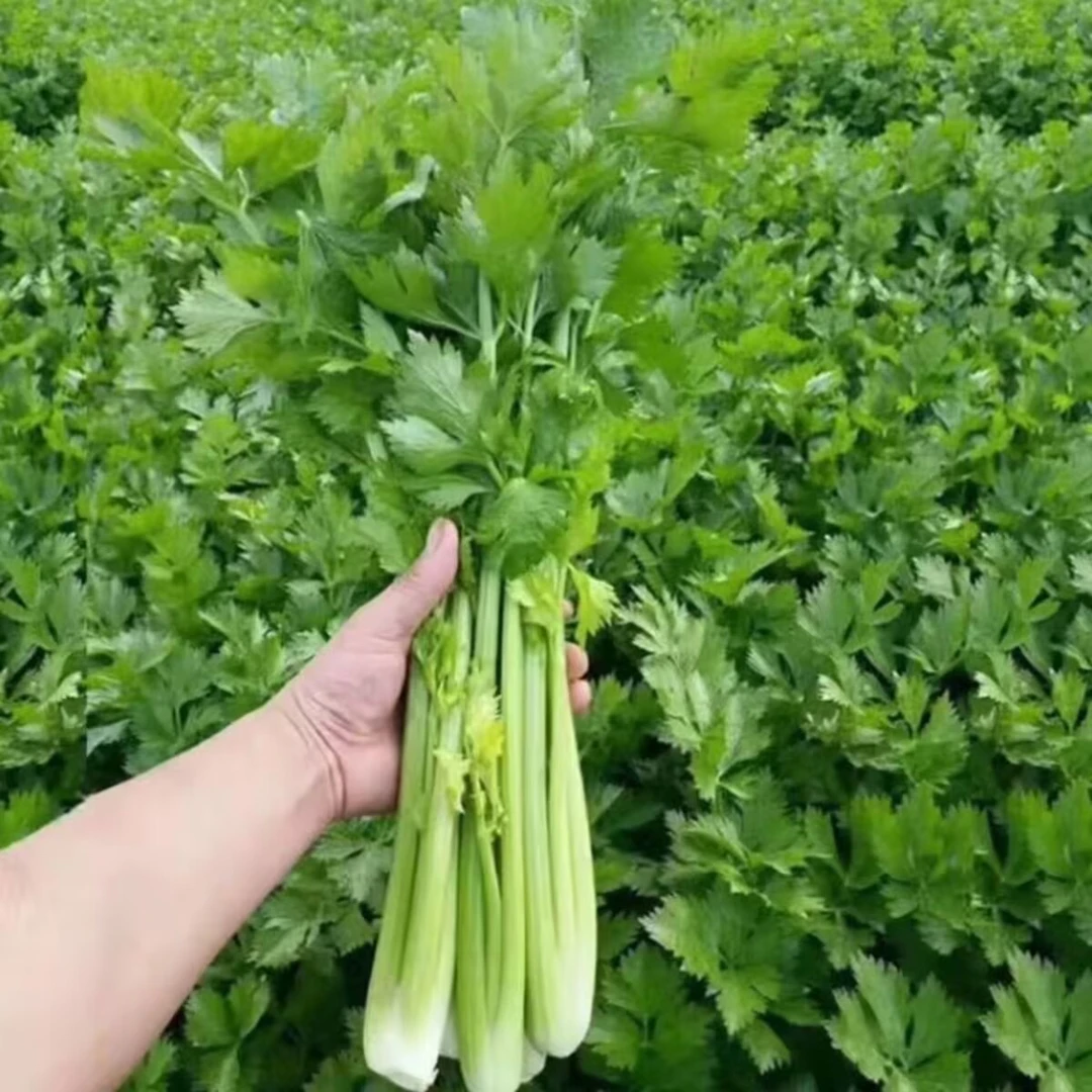 农家自种新鲜现挖芹菜3斤5斤