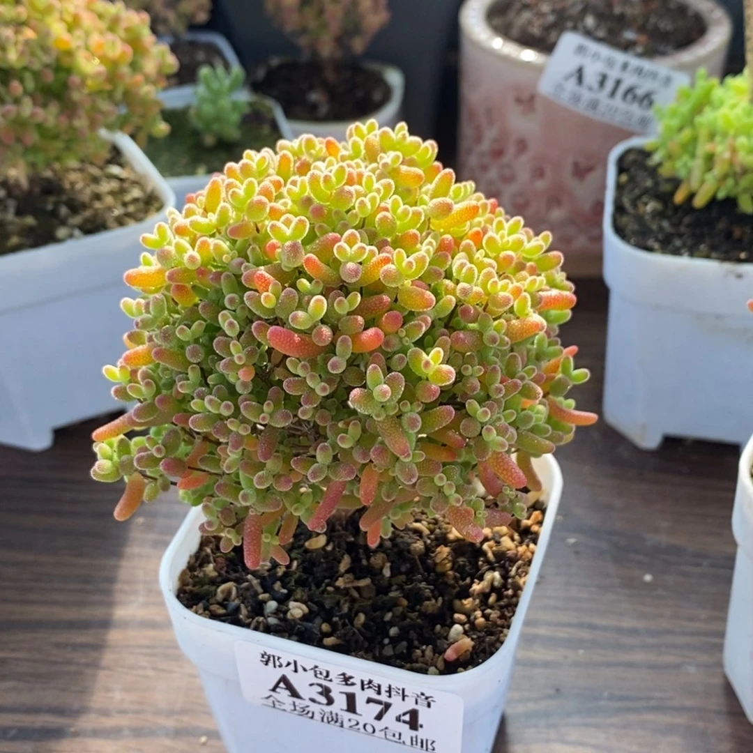 橘***0蜜橘糖球3174枝干番杏