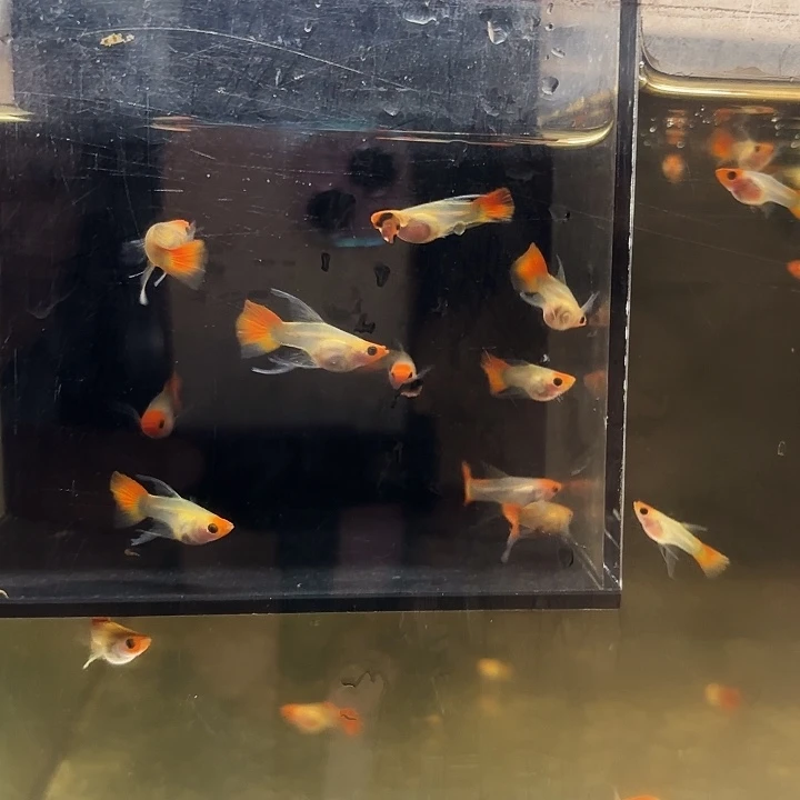 孔雀鱼红头玻璃猫cf1子代2对
