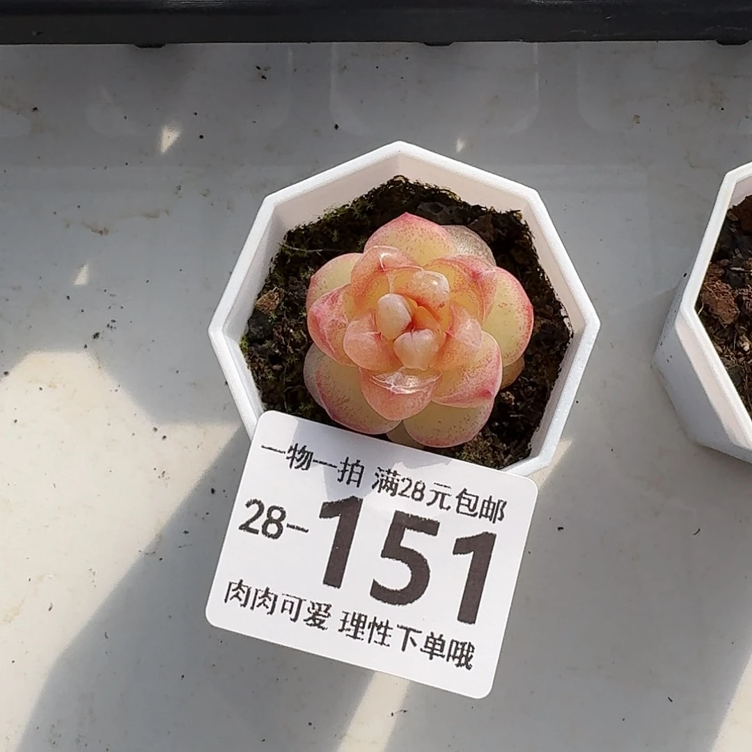 恶魔之泪无盆土发货无