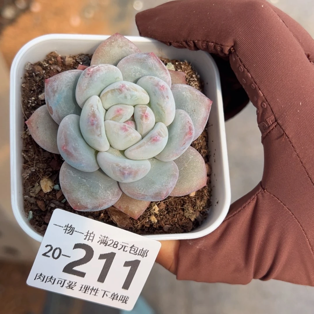 唔***?香橙多肉多肉多肉多肉