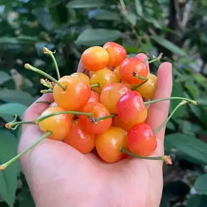 【冷链包邮】山东头茬黄蜜水晶软糯香甜到手2斤