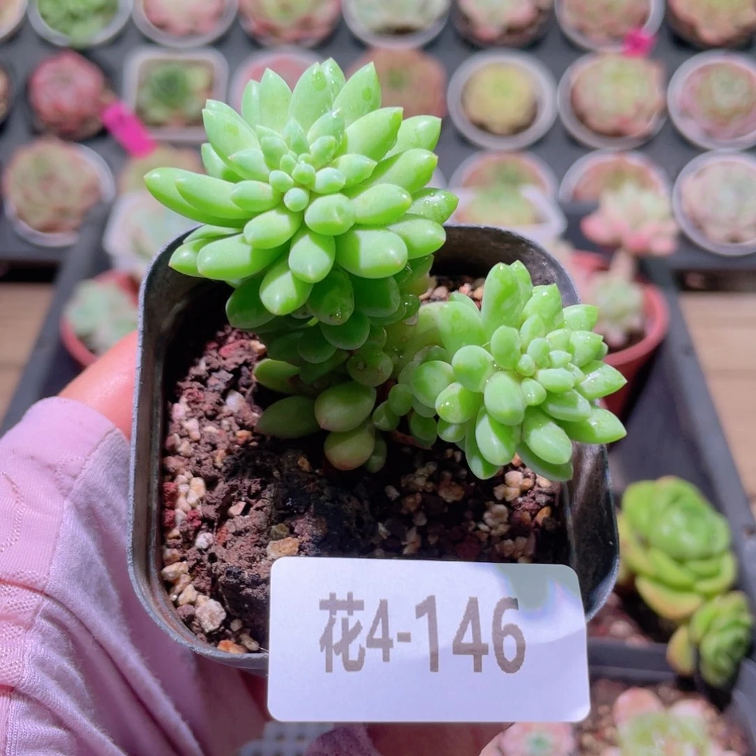 花利美4-146龙骨玉坠