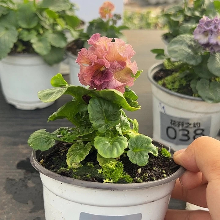 当前无花朵，栽培后可花朵138号