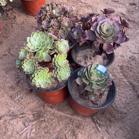 499多肉植物组合，