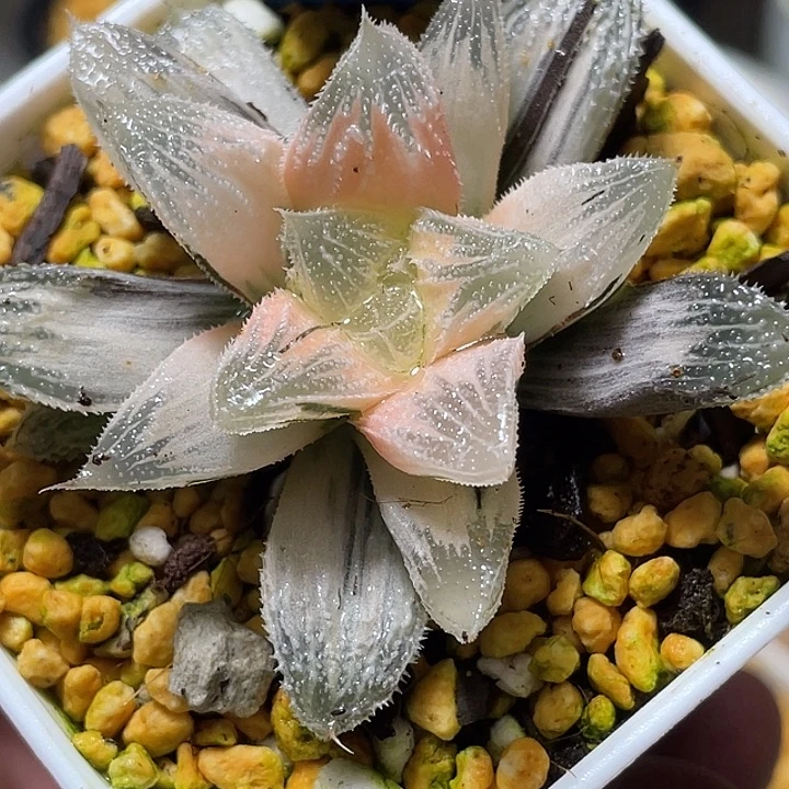 745糊斑白帝城锦特福利