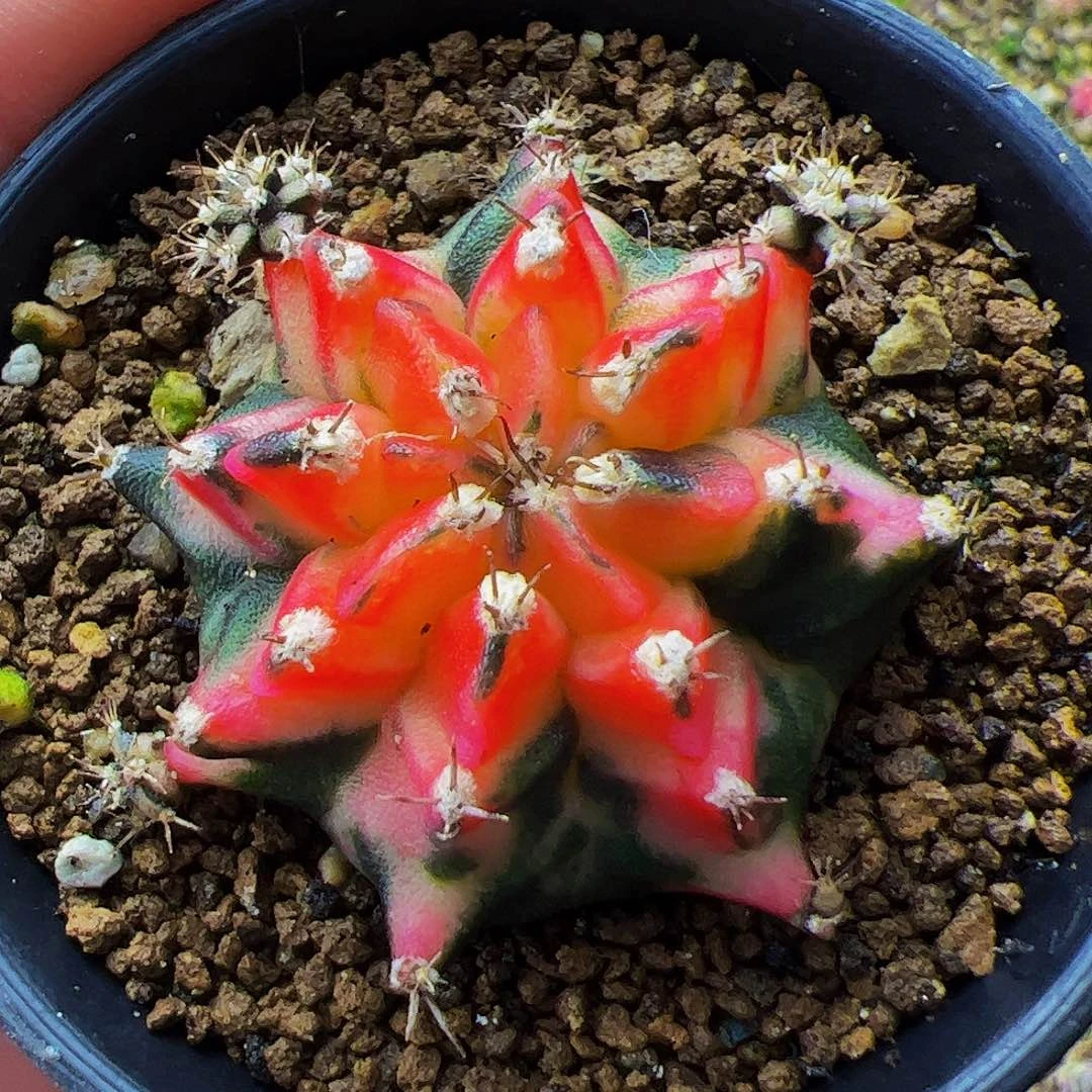 当前无花栽培后可以开花832