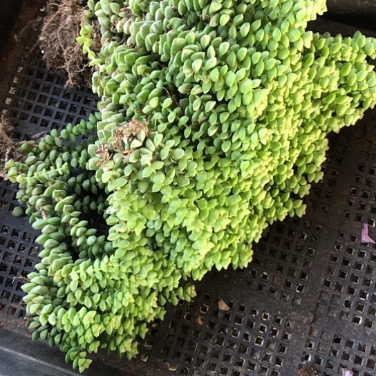 吉****）小米星，多肉植物