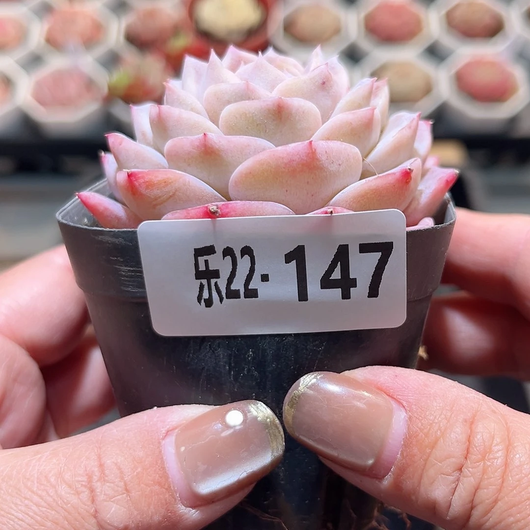 乐22-147 纯爱单头