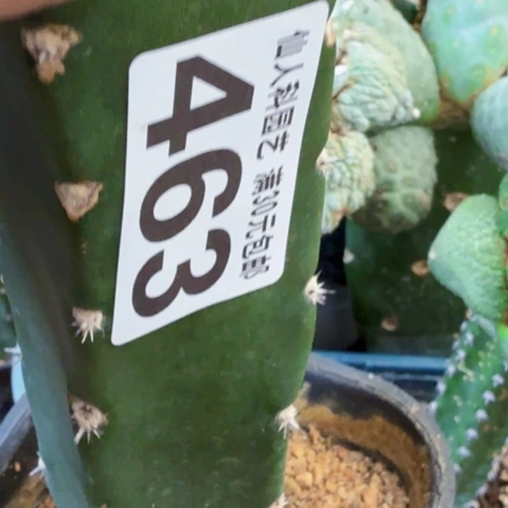 魚***生无花朵福利苗接大尤463
