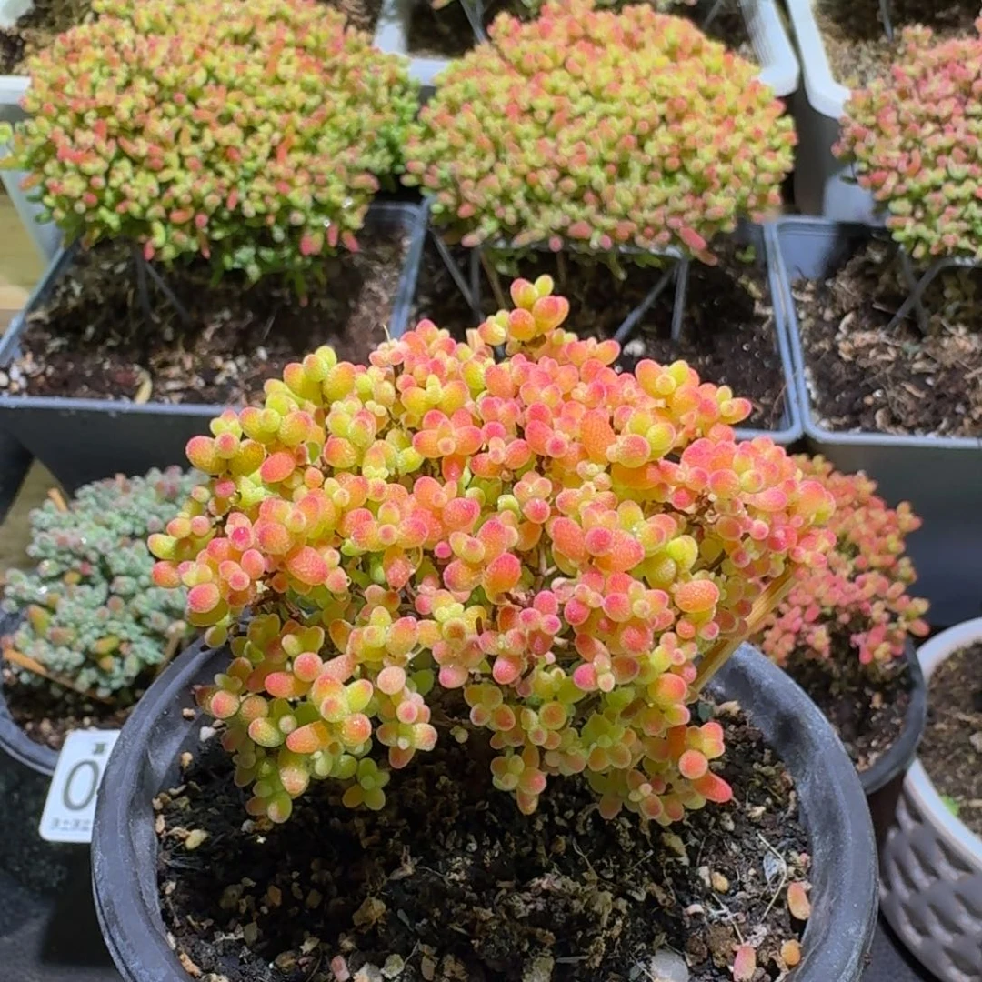 枝干番杏蜜橘糖球017