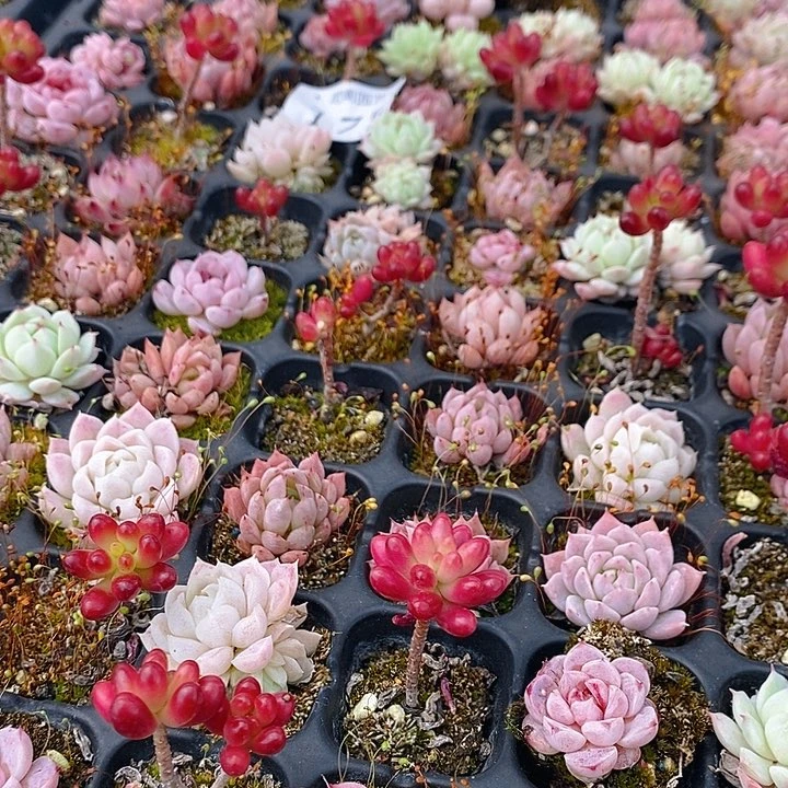 175 多肉植物盆栽花卉植物