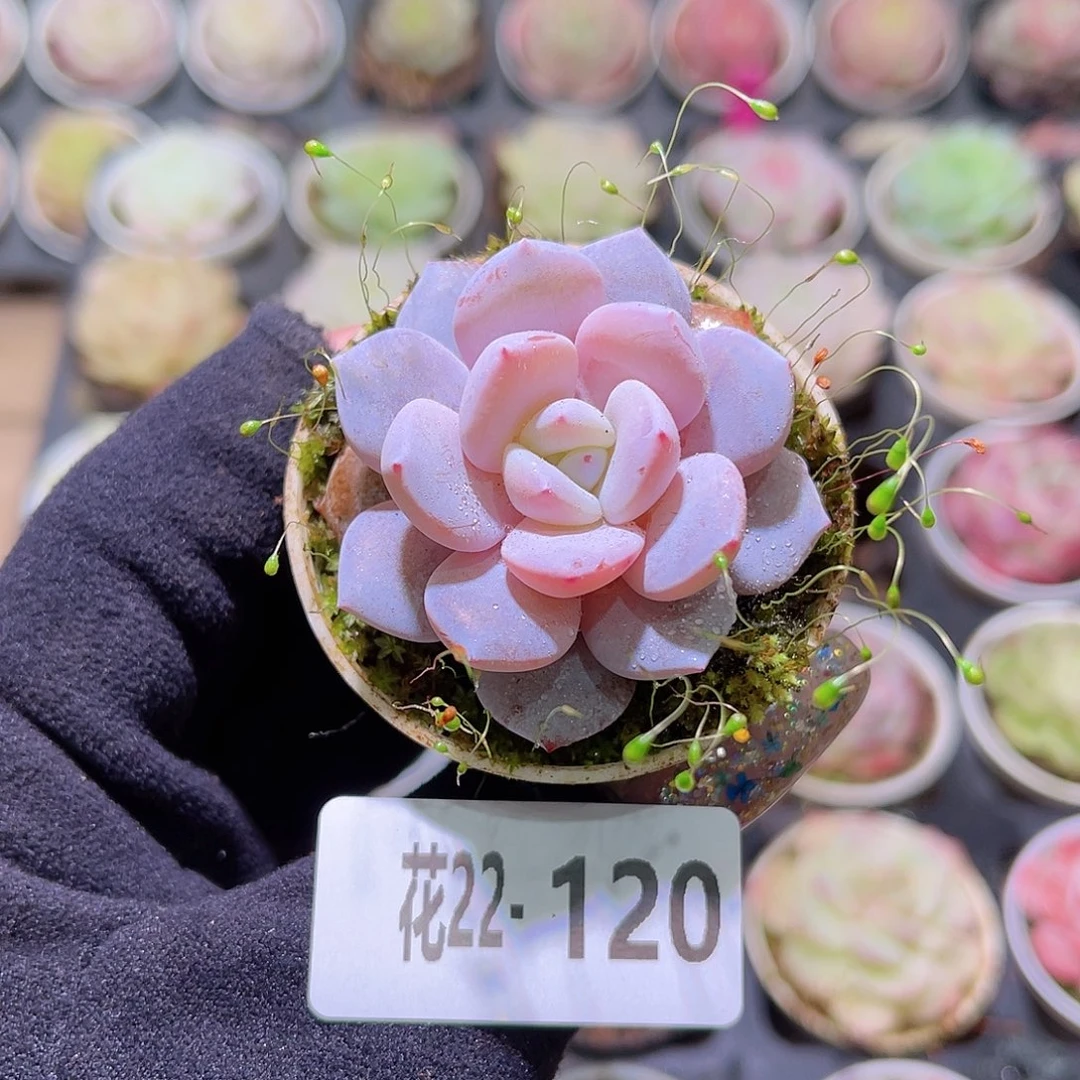 花利美22-120新品单头