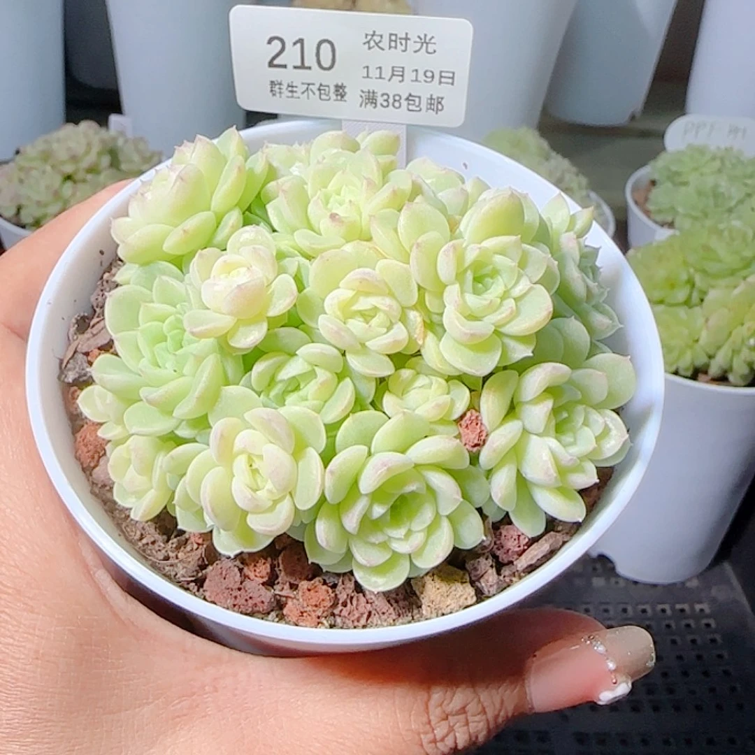 1119-210ppt-47麦杆