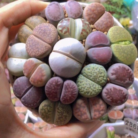 0051，9厘米盆如图一物一拍