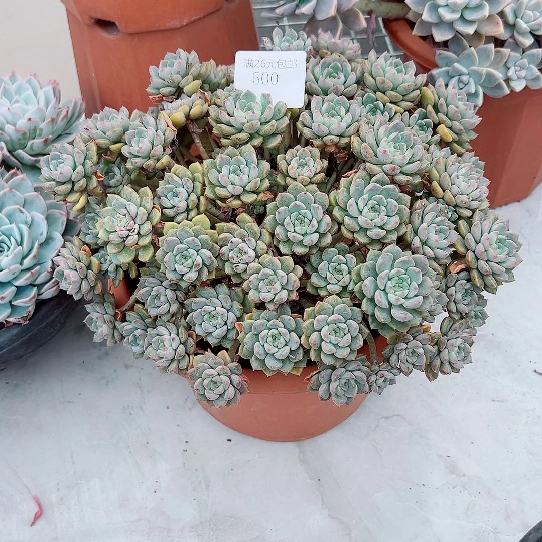 用***子500粉布偶多肉植物