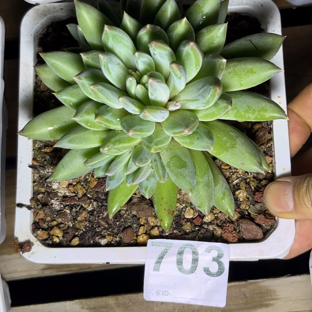 爱***人多肉植物美人波光703