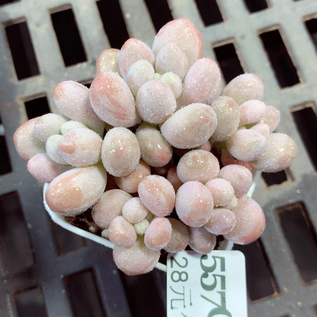 5厘米盆精控多肉557