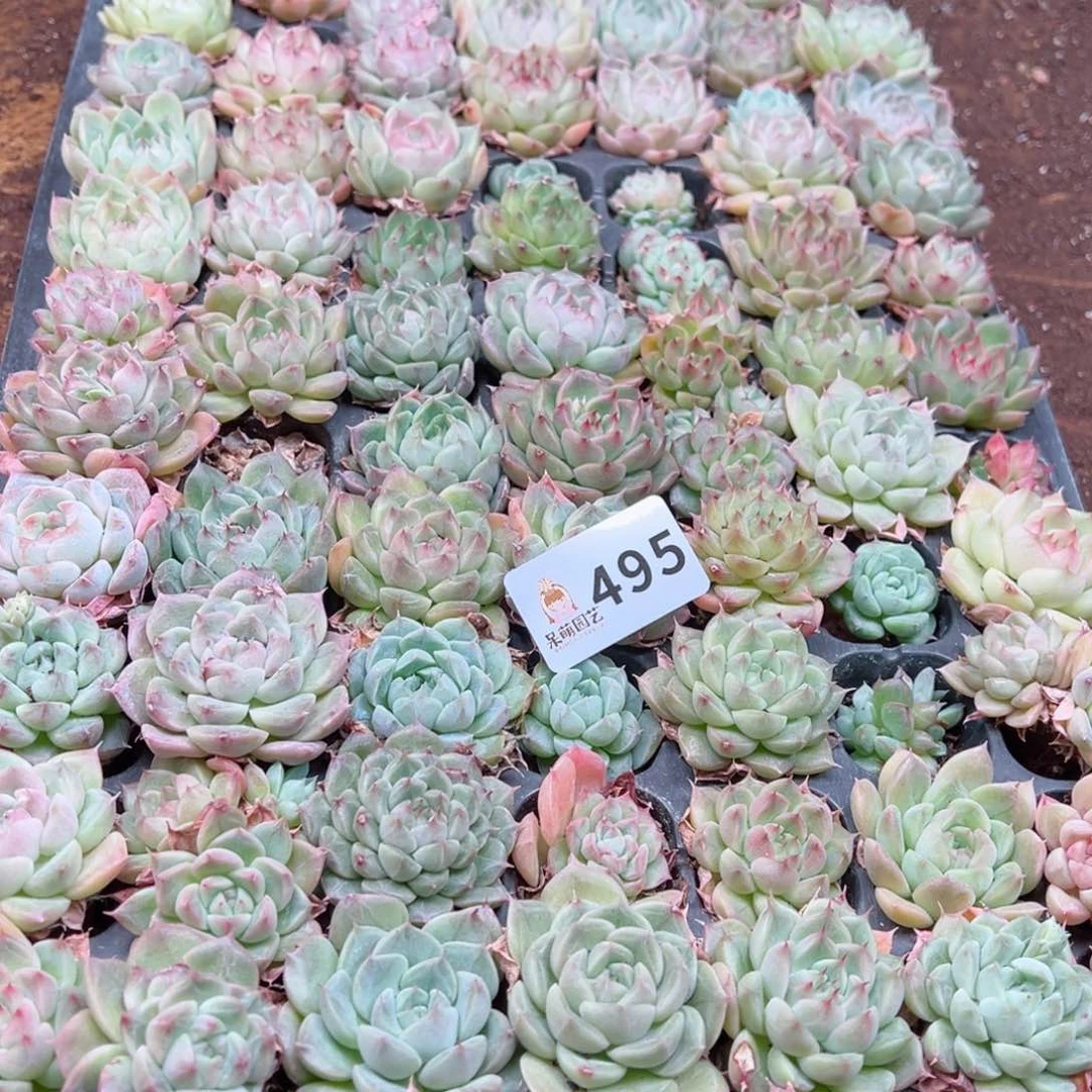 多肉植物多肉植物
