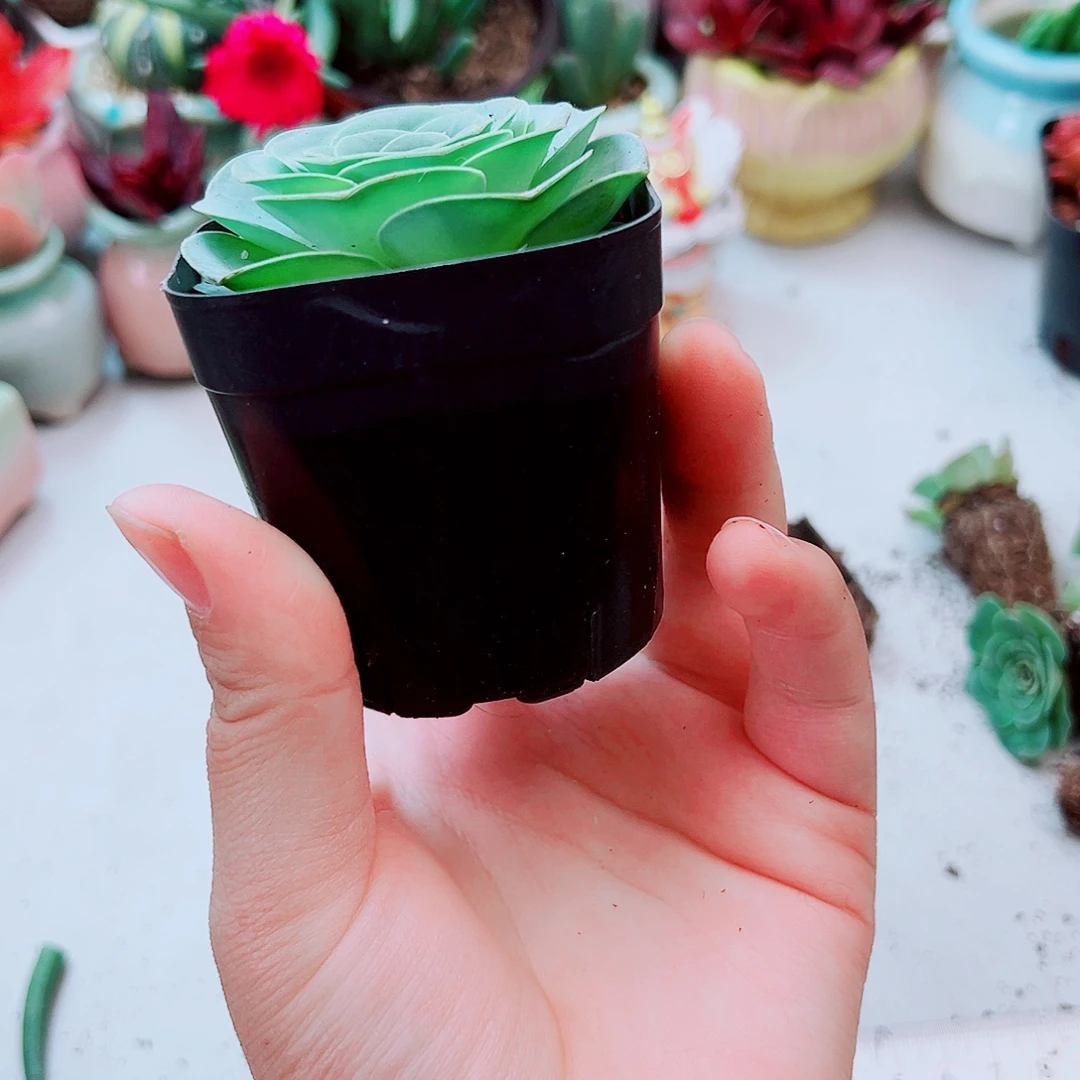 酒杯玫瑰多肉植物