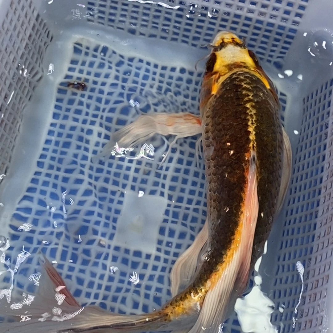 锦鲤冷水锦鲤包邮