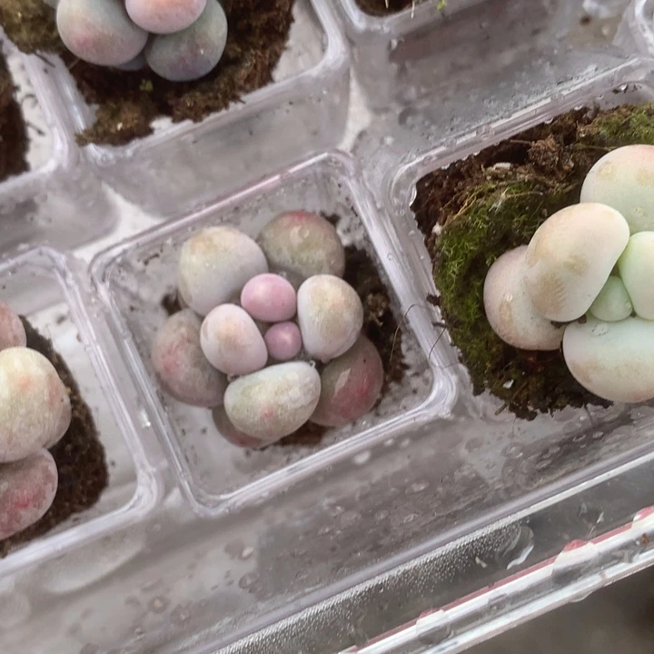 牡丹亭双。 百达翡翠单。万宝龙。包邮