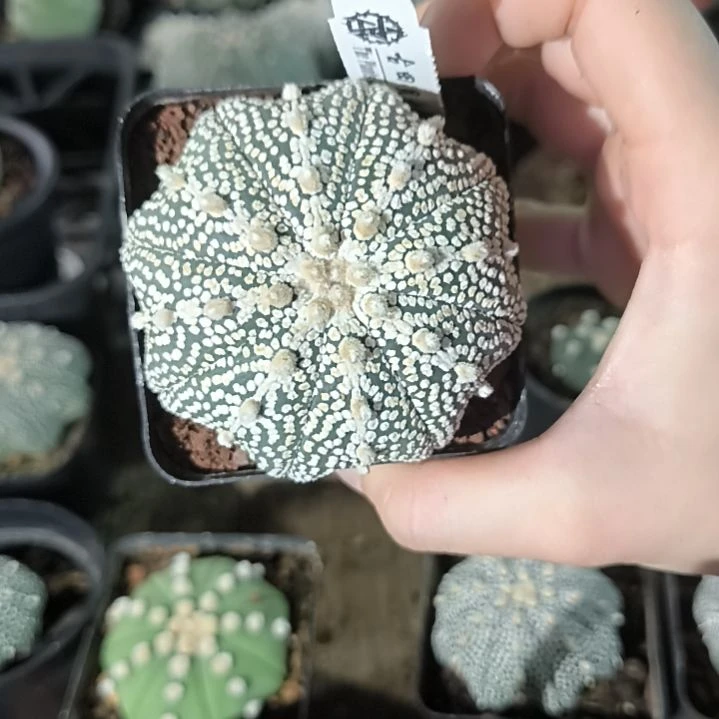 奇迹兜6.8一物一拍脱土发货