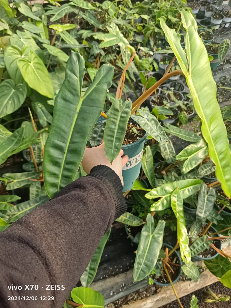 橙柄蔓绿绒天南星科室内观叶植物盆栽好养绿植