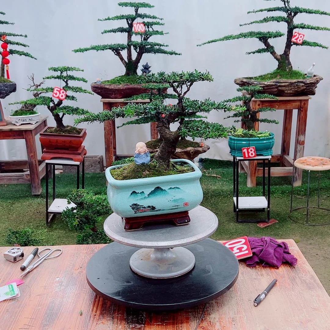 罗汉松小老桩红芽罗汉松