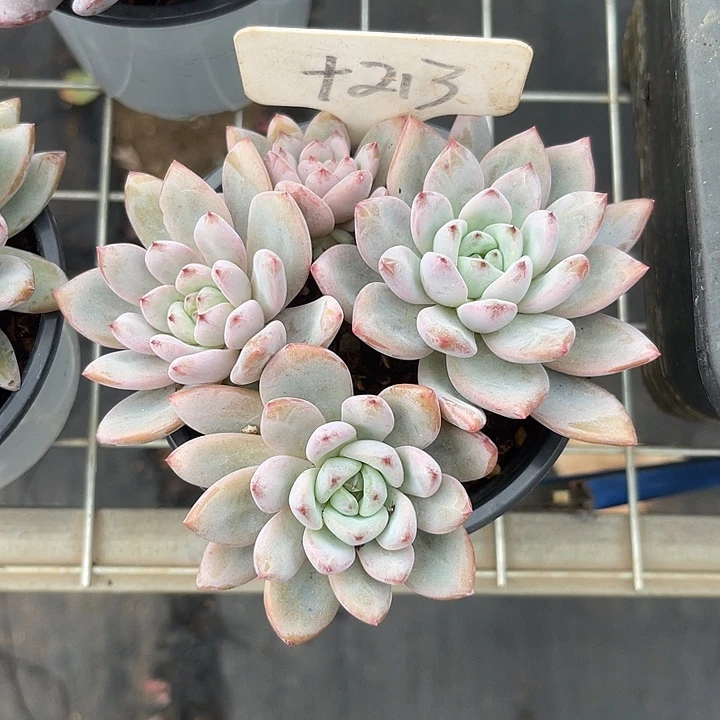 健***好两单包邮，一物一拍213